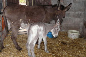 Flo and baby donkeys