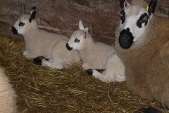 lambs-kerrys-09032020
