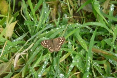 butterfly speckled wood 29092017_resized