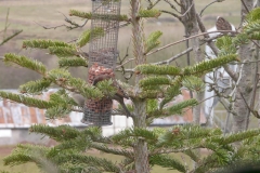 springbank tree sparrows 04032108_resized
